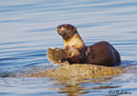 Lutra Canadensis